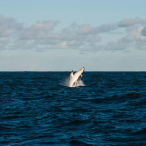 Responsible whale watching tours